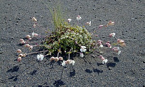 Island Pflanzen